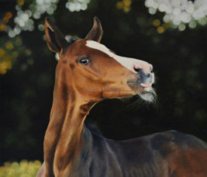 Horse portrait of Nova - 12