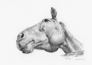 Horse portrait of Binky