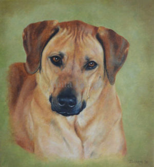 Dog portrait of Bodi - 10