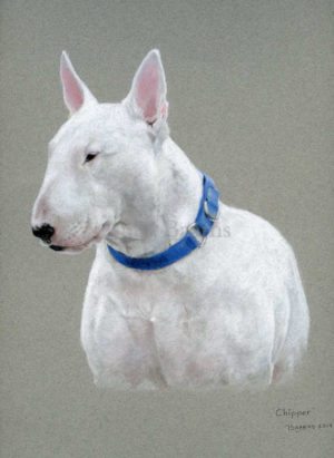 Dog portrait of Chipper