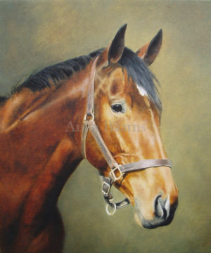 Horse portrait of Finery - 8