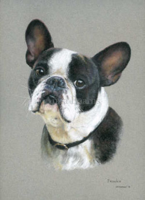 Dog portrait of Frankie