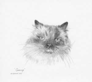 Cat portrait of George
