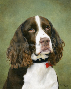 Dog portrait of George - 8