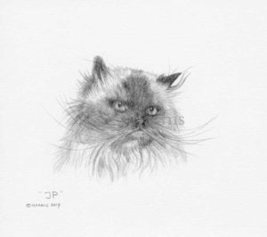 Cat portrait of JP