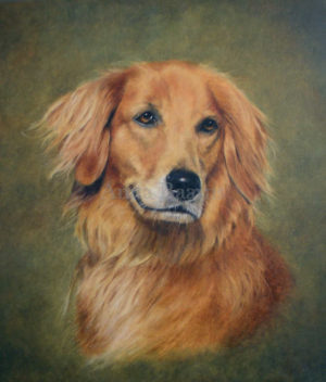 Dog portrait of Lucky - 11