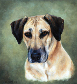 Dog portrait of Lulu - 10