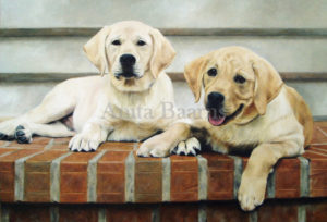 Dog portrait of Mackey and Riley - 22