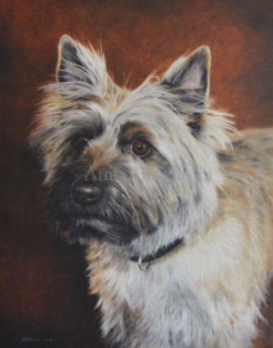 Dog portrait of Maestro - 16