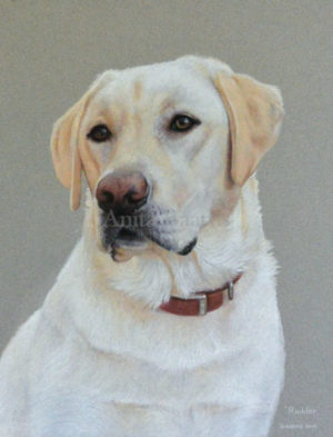 Dog portrait of Rudder