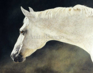 Horse portrait of Sunny - 16