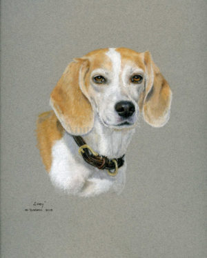Dog portrait of Zoey