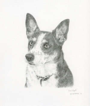 Dog portrait of Bridget