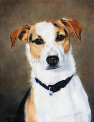 Dog portrait of Gijs - 9