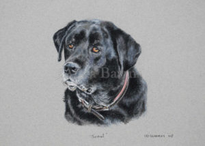 Dog portrait of Scout