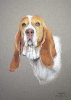 Dog portrait of Sophie