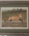Framed Print: Tally-Ho